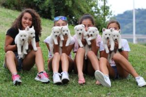 White-Swiss-Shepherd-Puppies-BTWW-GosaNostra-September-12092018-0354
