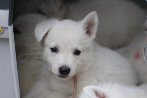 White-Swiss-Shepherd-Puppies-BTWW-GosaNostra-September-12092018-0355