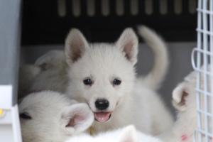 White-Swiss-Shepherd-Puppies-BTWW-GosaNostra-September-12092018-0356