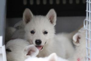 White-Swiss-Shepherd-Puppies-BTWW-GosaNostra-September-12092018-0357