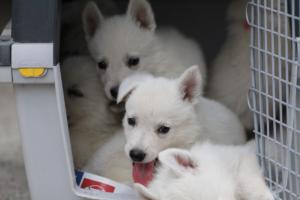White-Swiss-Shepherd-Puppies-BTWW-GosaNostra-September-12092018-0359