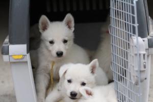 White-Swiss-Shepherd-Puppies-BTWW-GosaNostra-September-12092018-0360