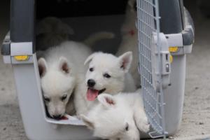 White-Swiss-Shepherd-Puppies-BTWW-GosaNostra-September-12092018-0361