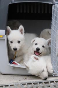 White-Swiss-Shepherd-Puppies-BTWW-GosaNostra-September-12092018-0362