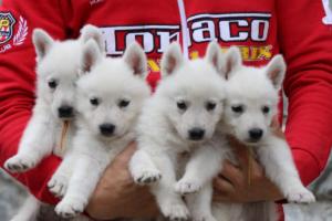 White-Swiss-Shepherd-Puppies-BTWW-GosaNostra-September-12092018-0363