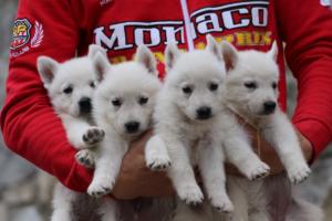 White-Swiss-Shepherd-Puppies-BTWW-GosaNostra-September-12092018-0364
