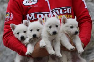 White-Swiss-Shepherd-Puppies-BTWW-GosaNostra-September-12092018-0365