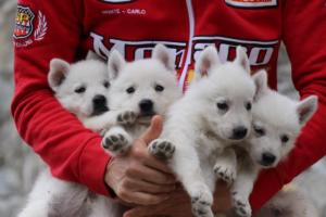 White-Swiss-Shepherd-Puppies-BTWW-GosaNostra-September-12092018-0366