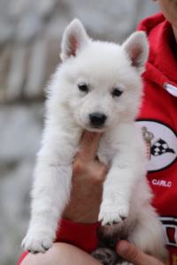 White-Swiss-Shepherd-Puppies-BTWW-GosaNostra-September-12092018-0368