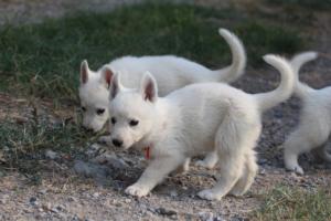 White-Swiss-Shepherd-Puppies-BTWW-GosaNostra-September-20092018-0033