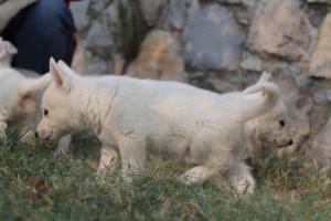 White-Swiss-Shepherd-Puppies-BTWW-GosaNostra-September-20092018-0052