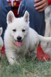 White-Swiss-Shepherd-Puppies-BTWW-GosaNostra-September-20092018-0059