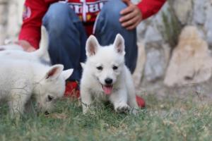 White-Swiss-Shepherd-Puppies-BTWW-GosaNostra-September-20092018-0060