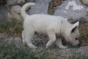 White-Swiss-Shepherd-Puppies-BTWW-GosaNostra-September-20092018-0075