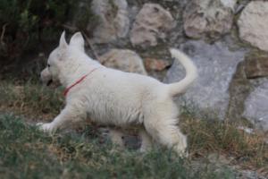White-Swiss-Shepherd-Puppies-BTWW-GosaNostra-September-20092018-0086