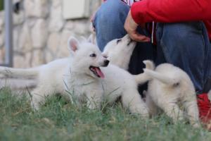 White-Swiss-Shepherd-Puppies-BTWW-GosaNostra-September-20092018-0090