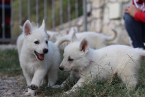 White-Swiss-Shepherd-Puppies-BTWW-GosaNostra-September-20092018-0101