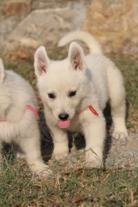 White-Swiss-Shepherd-Puppies-BTWW-GosaNostra-September-20092018-0117