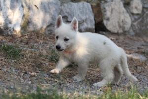 White-Swiss-Shepherd-Puppies-BTWW-GosaNostra-September-20092018-0160