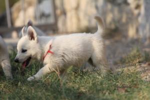 White-Swiss-Shepherd-Puppies-BTWW-GosaNostra-September-20092018-0171