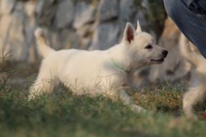White-Swiss-Shepherd-Puppies-BTWW-GosaNostra-September-20092018-0186