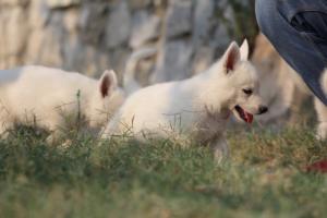 White-Swiss-Shepherd-Puppies-BTWW-GosaNostra-September-20092018-0188
