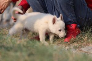 White-Swiss-Shepherd-Puppies-BTWW-GosaNostra-September-20092018-0190