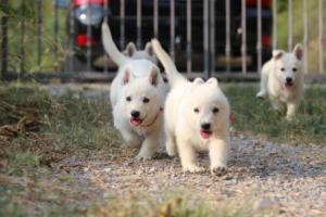 White-Swiss-Shepherd-Puppies-BTWW-GosaNostra-September-20092018-0193
