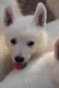 White-Swiss-Shepherd-Puppies-BTWW-GosaNostra-September-20092018-0197