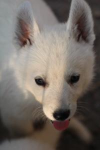 White-Swiss-Shepherd-Puppies-BTWW-GosaNostra-September-20092018-0201