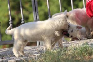 White-Swiss-Shepherd-Puppies-BTWW-GosaNostra-October-08102018-0001