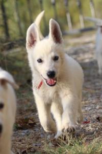 White-Swiss-Shepherd-Puppies-BTWW-GosaNostra-October-08102018-0004