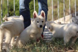 White-Swiss-Shepherd-Puppies-BTWW-GosaNostra-October-08102018-0031