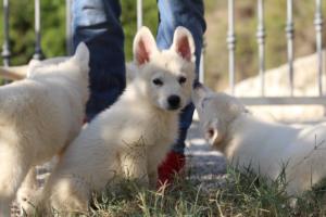 White-Swiss-Shepherd-Puppies-BTWW-GosaNostra-October-08102018-0032