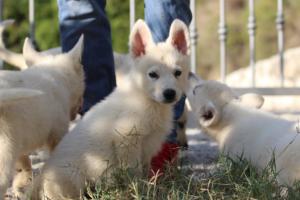 White-Swiss-Shepherd-Puppies-BTWW-GosaNostra-October-08102018-0033