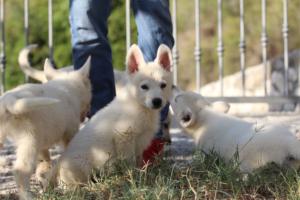 White-Swiss-Shepherd-Puppies-BTWW-GosaNostra-October-08102018-0034