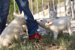 White-Swiss-Shepherd-Puppies-BTWW-GosaNostra-October-08102018-0035