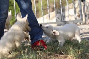 White-Swiss-Shepherd-Puppies-BTWW-GosaNostra-October-08102018-0036