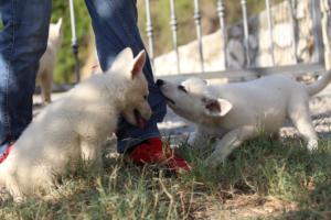 White-Swiss-Shepherd-Puppies-BTWW-GosaNostra-October-08102018-0037