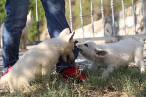 White-Swiss-Shepherd-Puppies-BTWW-GosaNostra-October-08102018-0038