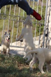 White-Swiss-Shepherd-Puppies-BTWW-GosaNostra-October-08102018-0040
