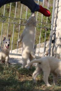 White-Swiss-Shepherd-Puppies-BTWW-GosaNostra-October-08102018-0041