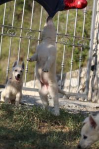 White-Swiss-Shepherd-Puppies-BTWW-GosaNostra-October-08102018-0042