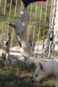 White-Swiss-Shepherd-Puppies-BTWW-GosaNostra-October-08102018-0043
