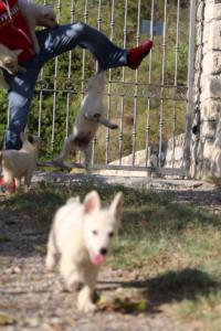 White-Swiss-Shepherd-Puppies-BTWW-GosaNostra-October-08102018-0044