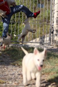 White-Swiss-Shepherd-Puppies-BTWW-GosaNostra-October-08102018-0045