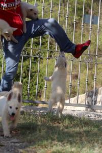 White-Swiss-Shepherd-Puppies-BTWW-GosaNostra-October-08102018-0048