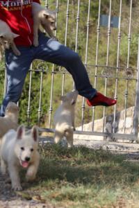 White-Swiss-Shepherd-Puppies-BTWW-GosaNostra-October-08102018-0049