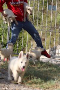 White-Swiss-Shepherd-Puppies-BTWW-GosaNostra-October-08102018-0050