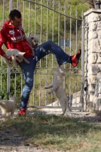 White-Swiss-Shepherd-Puppies-BTWW-GosaNostra-October-08102018-0053